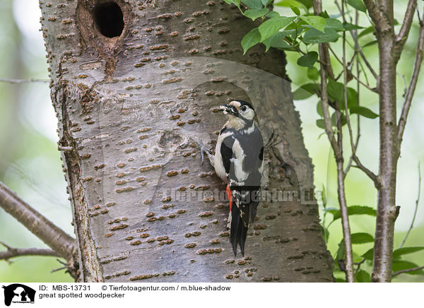 Buntspecht / great spotted woodpecker / MBS-13731