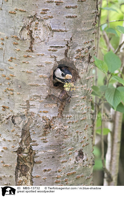 Buntspecht / great spotted woodpecker / MBS-13732