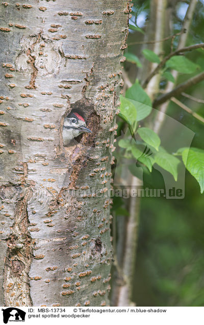 Buntspecht / great spotted woodpecker / MBS-13734
