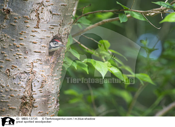 Buntspecht / great spotted woodpecker / MBS-13735