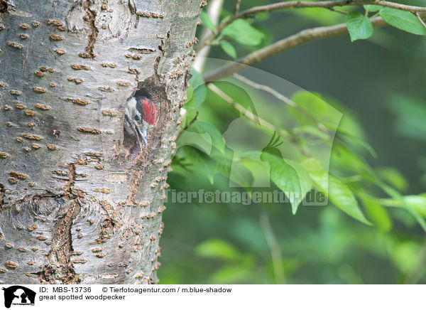 Buntspecht / great spotted woodpecker / MBS-13736