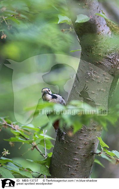Buntspecht / great spotted woodpecker / MBS-13737