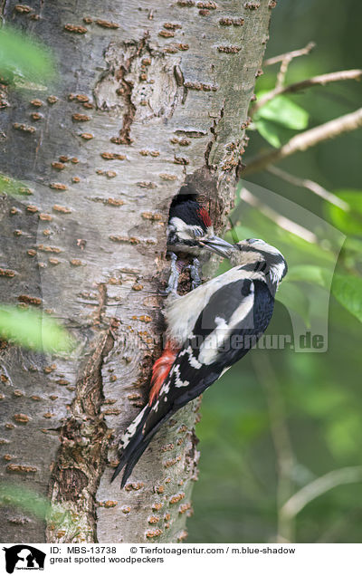 Buntspechte / great spotted woodpeckers / MBS-13738