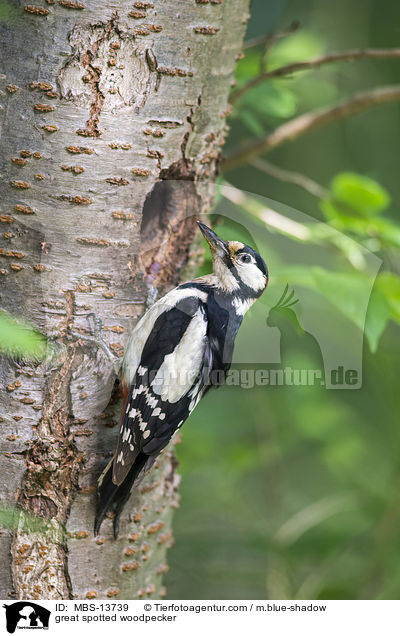 Buntspecht / great spotted woodpecker / MBS-13739