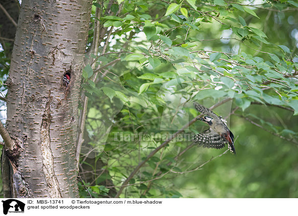 Buntspechte / great spotted woodpeckers / MBS-13741
