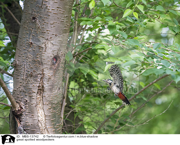 Buntspechte / great spotted woodpeckers / MBS-13742