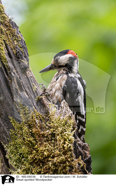 Buntspecht / Great spotted Woodpecker / WS-09036