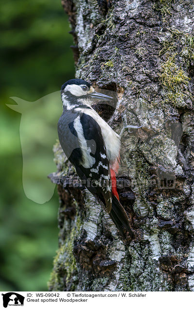 Buntspecht / Great spotted Woodpecker / WS-09042