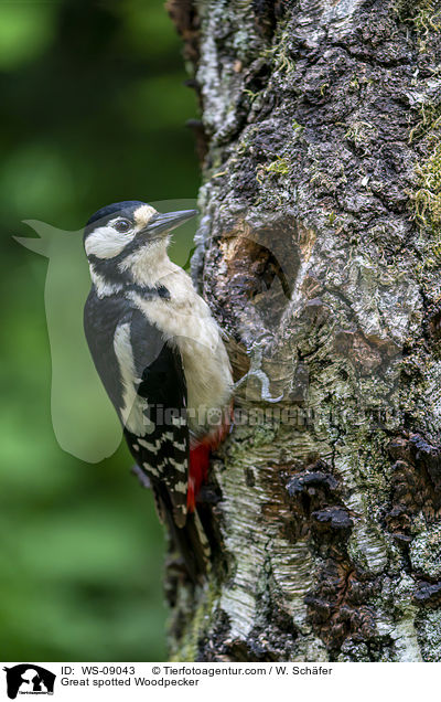 Buntspecht / Great spotted Woodpecker / WS-09043