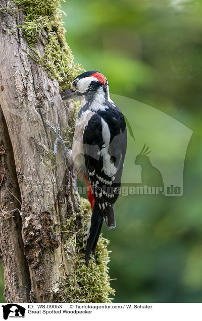 Great Spotted Woodpecker / WS-09053