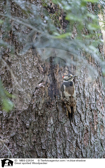 Buntspecht / Great spotted Woodpecker / MBS-22634
