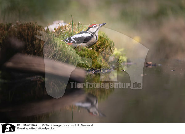 Buntspecht / Great spotted Woodpecker / UM-01647