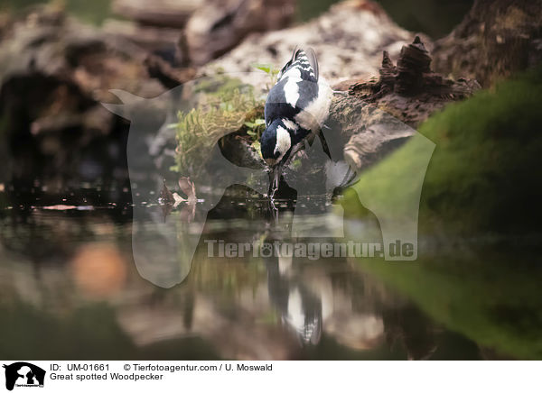 Buntspecht / Great spotted Woodpecker / UM-01661