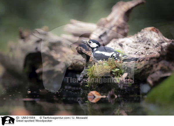 Buntspecht / Great spotted Woodpecker / UM-01664