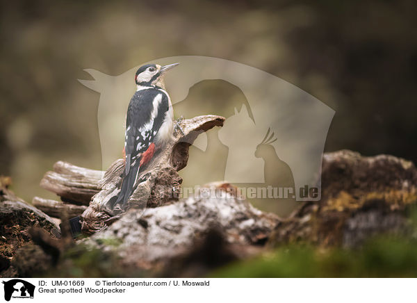 Buntspecht / Great spotted Woodpecker / UM-01669