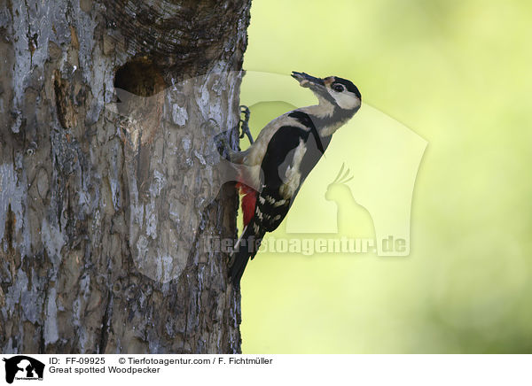 Buntspecht / Great spotted Woodpecker / FF-09925
