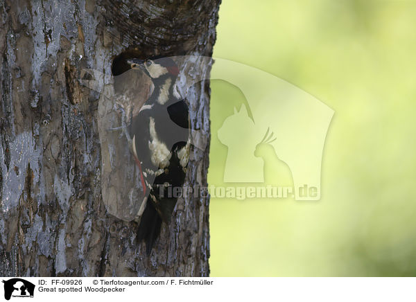 Buntspecht / Great spotted Woodpecker / FF-09926