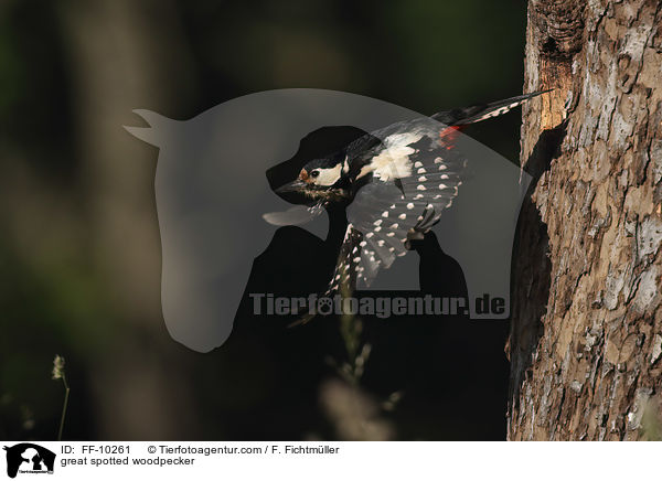 Buntspecht / great spotted woodpecker / FF-10261