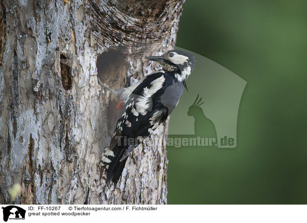 Buntspecht / great spotted woodpecker / FF-10267