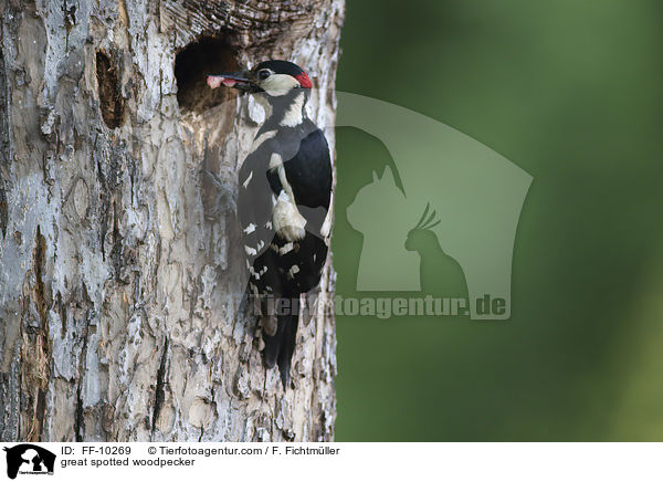 Buntspecht / great spotted woodpecker / FF-10269