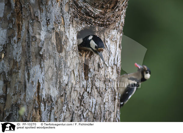 Buntspechte / great spotted woodpeckers / FF-10270
