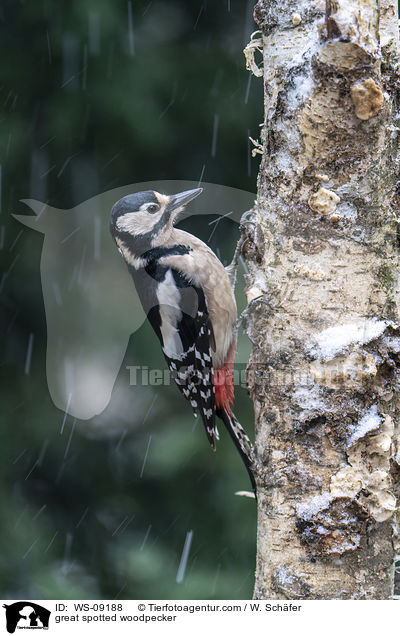 Buntspecht / great spotted woodpecker / WS-09188