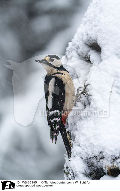 Buntspecht / great spotted woodpecker / WS-09195