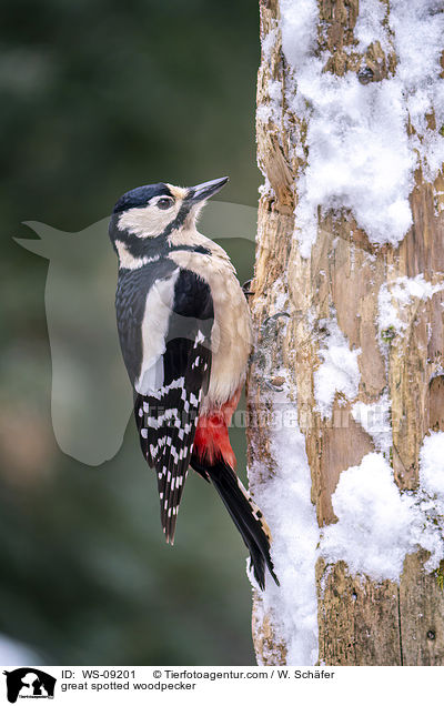 Buntspecht / great spotted woodpecker / WS-09201