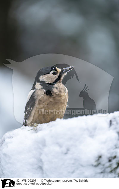 Buntspecht / great spotted woodpecker / WS-09207