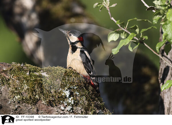 Buntspecht / great spotted woodpecker / FF-10398