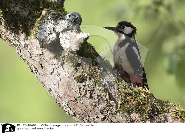 Buntspecht / great spotted woodpecker / FF-10408