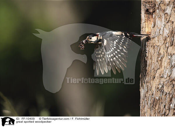 Buntspecht / great spotted woodpecker / FF-10409
