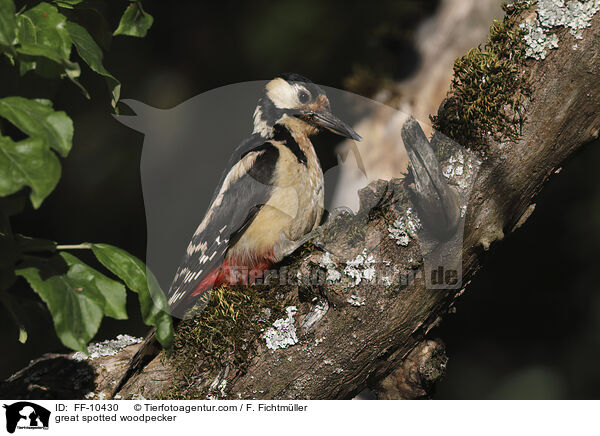 Buntspecht / great spotted woodpecker / FF-10430