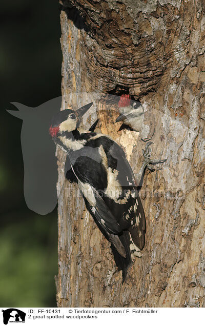 2 Buntspechte / 2 great spotted woodpeckers / FF-10431