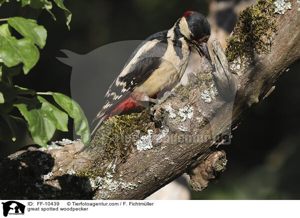 Buntspecht / great spotted woodpecker / FF-10439