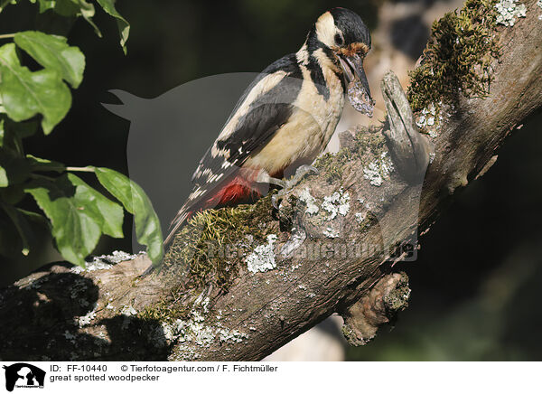 Buntspecht / great spotted woodpecker / FF-10440
