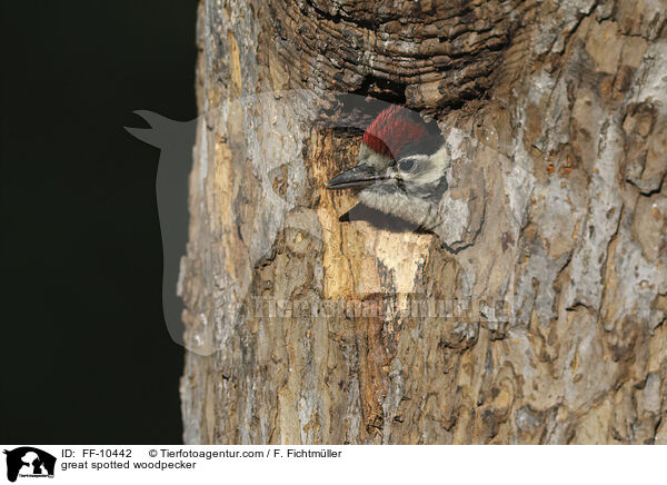 Buntspecht / great spotted woodpecker / FF-10442