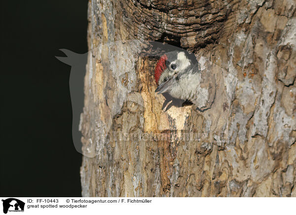 Buntspecht / great spotted woodpecker / FF-10443