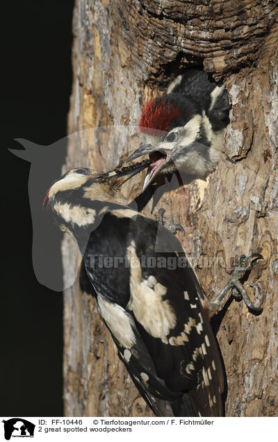 2 Buntspechte / 2 great spotted woodpeckers / FF-10446
