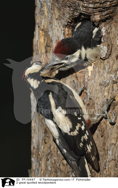 2 Buntspechte / 2 great spotted woodpeckers / FF-10447