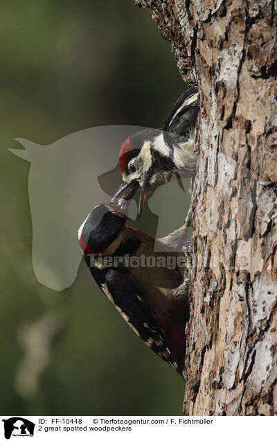 2 Buntspechte / 2 great spotted woodpeckers / FF-10448