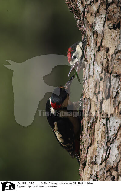 2 Buntspechte / 2 great spotted woodpeckers / FF-10451