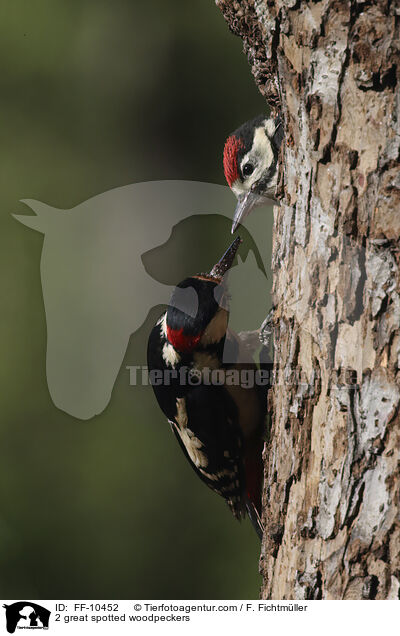 2 Buntspechte / 2 great spotted woodpeckers / FF-10452