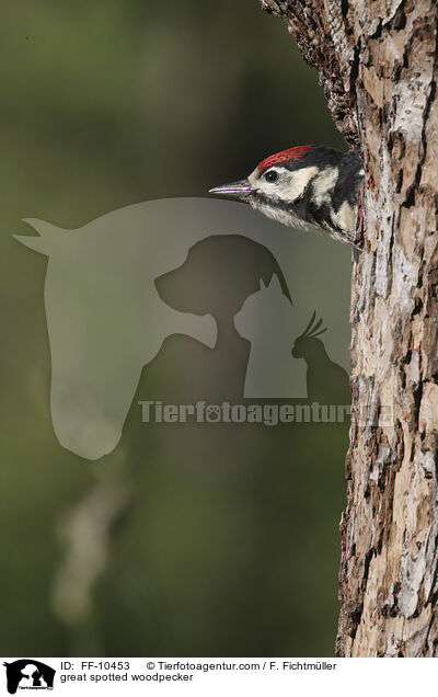 great spotted woodpecker / FF-10453