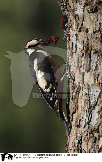 2 Buntspechte / 2 great spotted woodpeckers / FF-10454