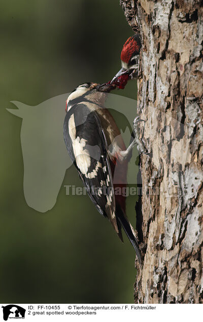 2 Buntspechte / 2 great spotted woodpeckers / FF-10455