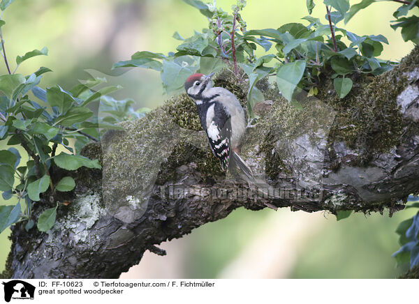 Buntspecht / great spotted woodpecker / FF-10623