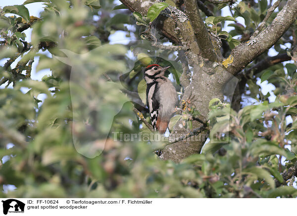 Buntspecht / great spotted woodpecker / FF-10624