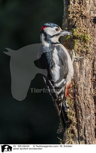 Buntspecht / great spotted woodpecker / WS-09424