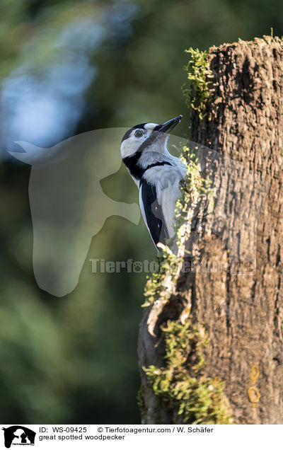 Buntspecht / great spotted woodpecker / WS-09425